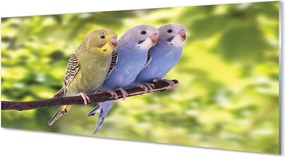 Panel Szklany Tropikalna Para na Drzewie