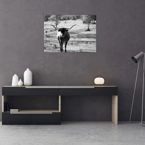 Obraz - Krowa, czarno - biała (70x50 cm)