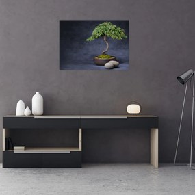 Obraz na szkle - Bonsai (70x50 cm)