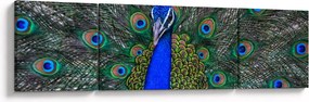 Obraz - Paw (170x50 cm)