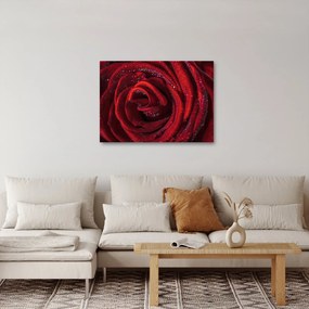 Obraz - Czerwona róża z kroplami rosy (70x50 cm)