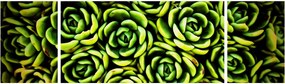 Obraz bez grzywki (170x50 cm)