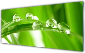 Panel nad blat kuchenny Tropikalna Flora Liściasta