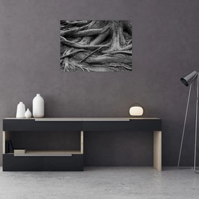 Obraz - Korzenie drzewa (70x50 cm)