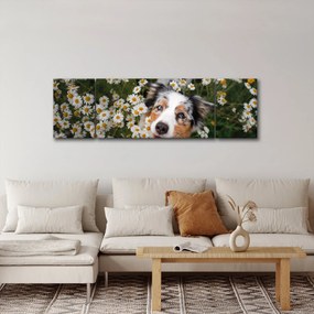 Obraz - Owczarek australijski (170x50 cm)