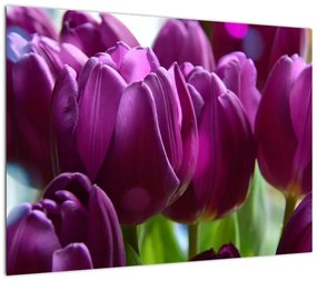 Obraz tulipanów (70x50 cm)