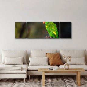 Obraz papugi na gałęzi (170x50 cm)