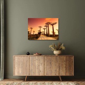 Obraz na szkle - Zachód słońca w Baobab Alley (70x50 cm)
