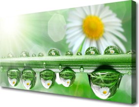 Obraz drukowany na płótnie Rosa na Stokrotkach