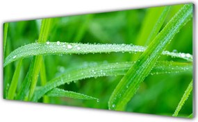 Panel Szklany Perlista Rosa na Zielonym Liściu