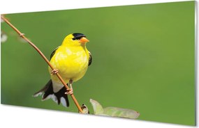 Panel Kuchenny Szklany Słoneczna Żółta Papuga