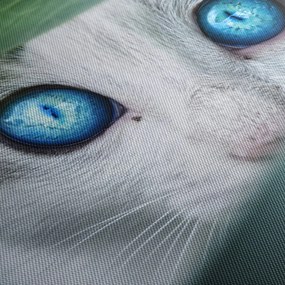 Obraz kota (170x50 cm)