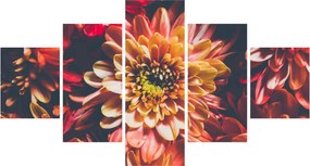 Obraz - Chryzantemy (125x70 cm)