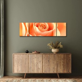 Obraz - Róże, kolor morelowy (170x50 cm)
