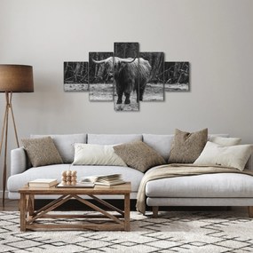 Obraz - Szkocka krowa (125x70 cm)