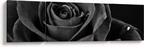 Obraz - Czerwona róża (170x50 cm)
