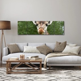 Obraz żyrafy (170x50 cm)