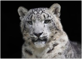 Obraz na szkle - Snow Leopard (70x50 cm)