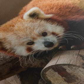 Obraz czerwonej pandy (z zegarem) (90x30 cm)