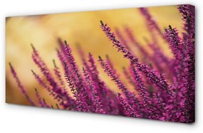 Obraz drukowany na płótnie Kwiaty