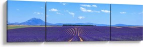 Obraz - Pole lawendy (170x50 cm)