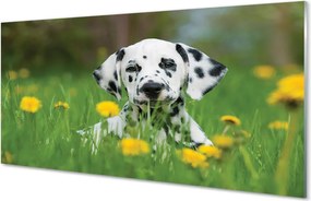 Szklany Panel Szczęśliwy Pies na Zielonej Łące