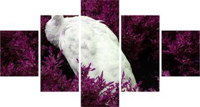 Obraz - Biały paw (125x70 cm)