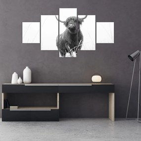 Obraz - Szkocka krowa 4, czarno - biały (125x70 cm)