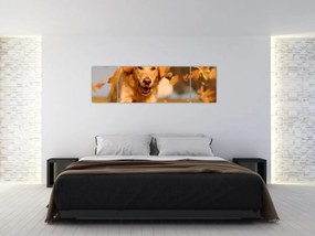 Obraz - Golden Retriever (170x50 cm)