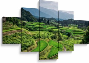 Obraz pól ryżowych (125x70 cm)