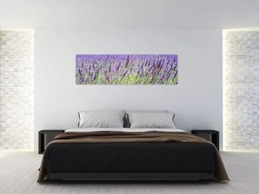 Obraz pola z lawendą (170x50 cm)