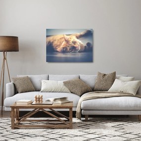 Obraz na szkle kota na podłodze (70x50 cm)