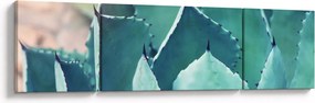 Obraz - Sukulent (170x50 cm)