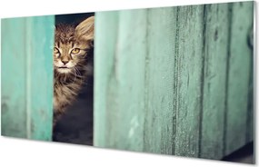 Panel Szklany Ciekawskie Spojrzenie Kota