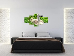 Obraz - mały łabędź w trawie (125x70 cm)