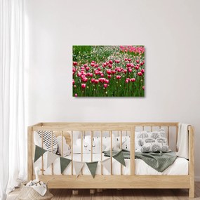 Obraz na szkle tulipanów (70x50 cm)