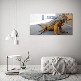 Obraz zdjęcie na scianę akrylowy Iguana