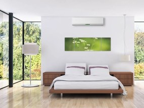Obraz stokrotek (170x50 cm)