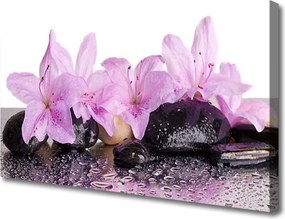 Obraz canvas Perlista Rosa na Lilii Wodnej