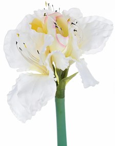 Kwiat Amaryllis White 75cm