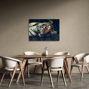 Obraz na szkle - tygrys syberyjski (70x50 cm)