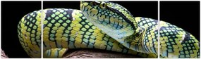 Obraz - Grzechotnik Waglera (170x50 cm)
