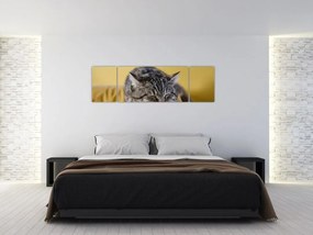 Obraz kota na kanapie (170x50 cm)