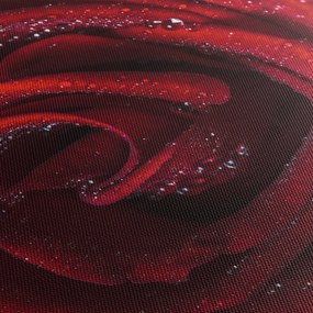 Obraz - Czerwona róża z kroplami rosy (125x70 cm)
