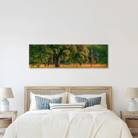 Obraz żyraf w naturze (170x50 cm)