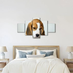 Obraz Beagle (125x70 cm)