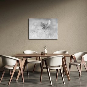 Obraz - Sowa na polu (70x50 cm)
