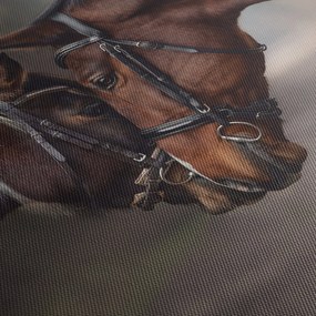 Obraz - Zakochane konie (170x50 cm)