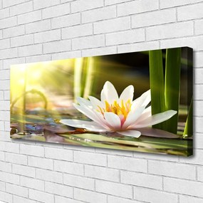 Fotoobraz na płótnie Pływająca Lilia Wodna