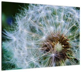 Obraz na szkle - przekwitnięty dmuchawiec (70x50 cm)
